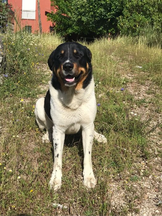 Cães de Gado Transmontano PUROS