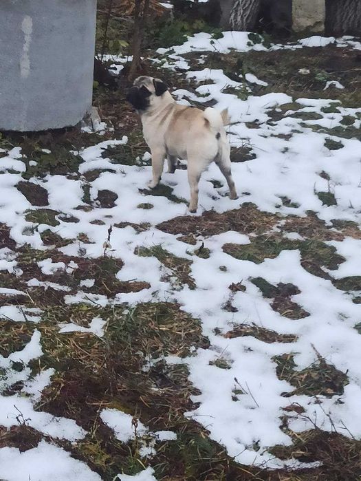 Дівчинка Мопс 1рік і 2 місяці чекає на свого люблячого власника!