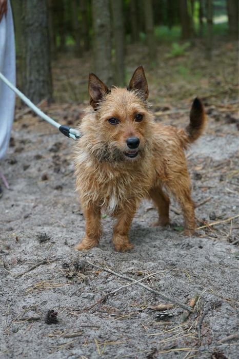 Kelly mała suczka do adopcji ruda