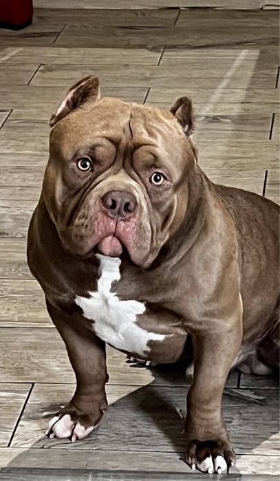 Вязка Американский булли тип покет / american bully pocket