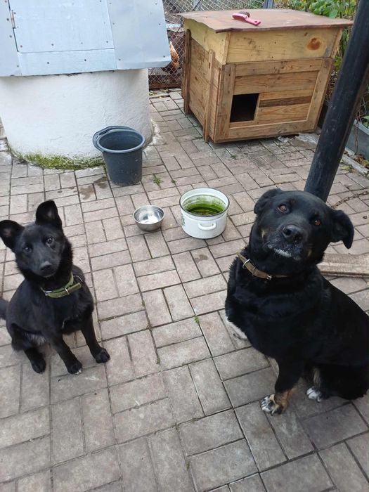 Продам собаку