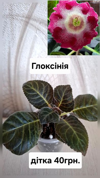 Рослини кімнатні
