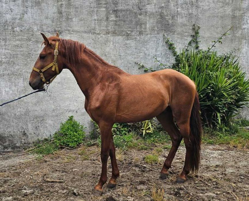 Poldro Lusitano
