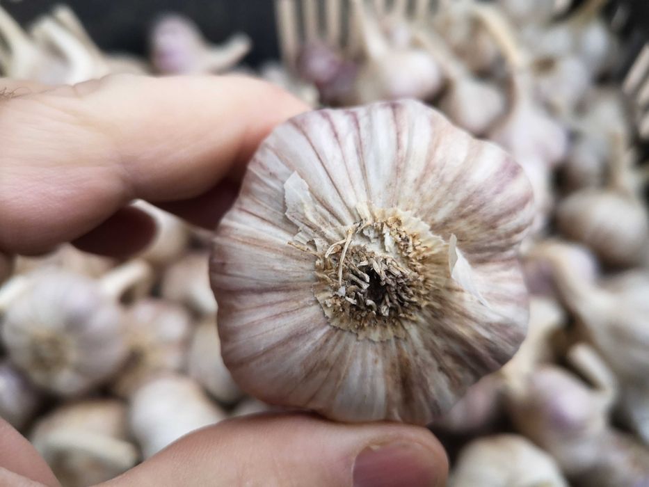 Czosnek Harnaś sprzedam