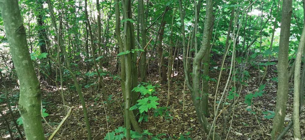 Działka do zabudowy na Mazurach, 80 m od jeziora