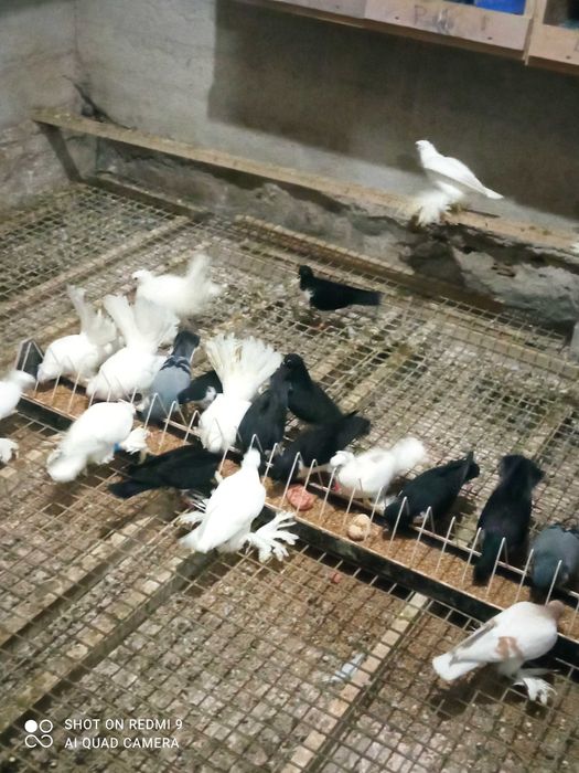 Czajki wiedeńskie,  zakonniki . Gołębie ozdobne.