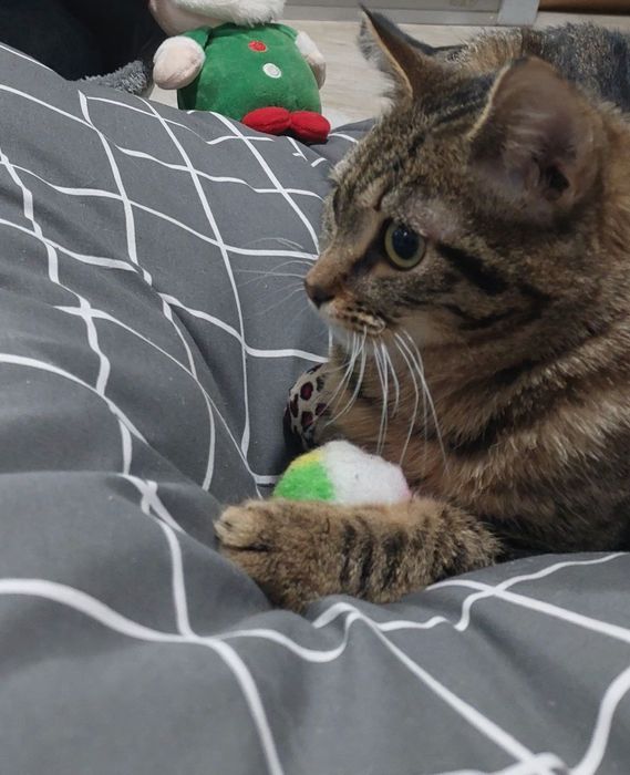 Котик в добрі ручки!