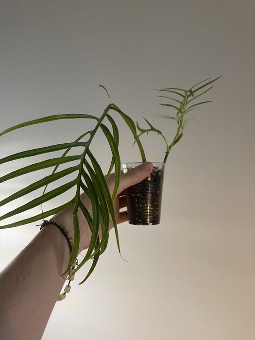 Philodendron filodendron tortum