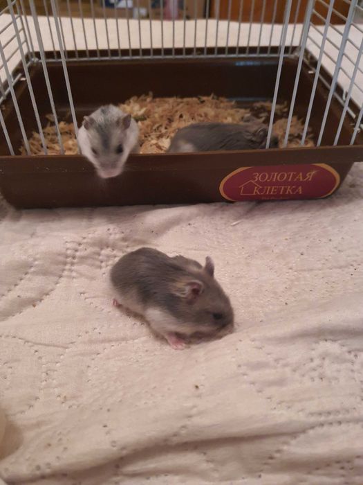 Хомяки, джунгарики