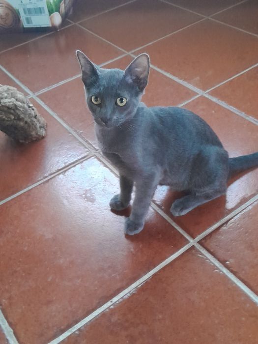 Lindo Gatinho cinzento escuro