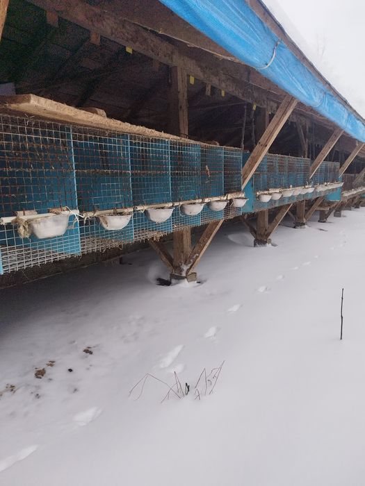 Srzedam klatki z siatkii