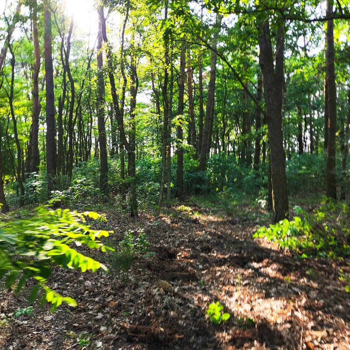 Działka budowlana z własnym lasem