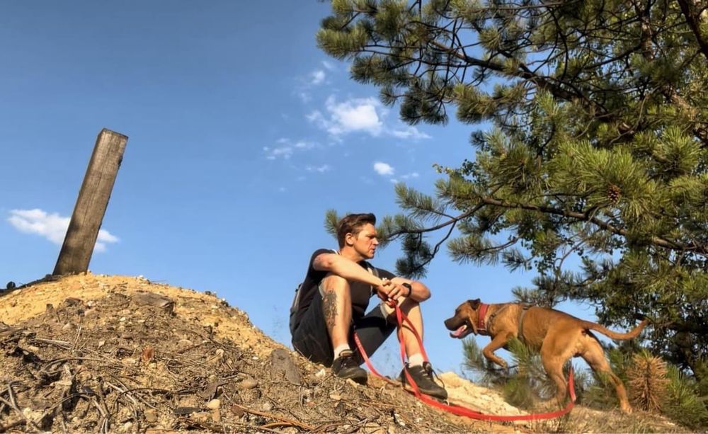 Pies do adopcji. Ttb do adopcji. Psiak szuka domu. Clyde szuka domu