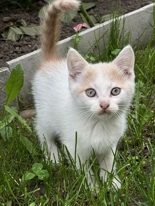 Віддам кошенят в добрі руки