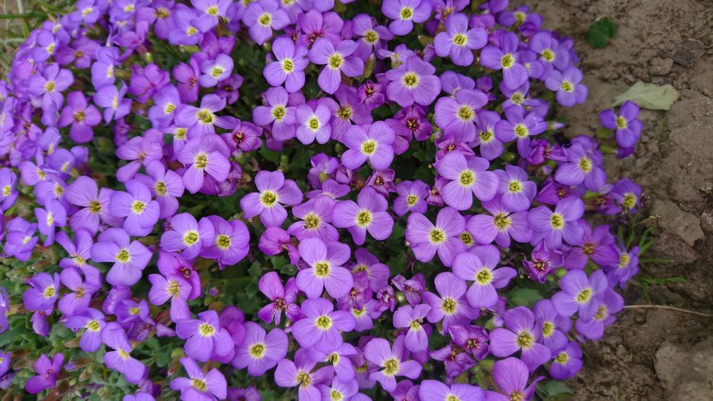 Акція! садові квіти:бадан,хоста,обріета,гвоздика...