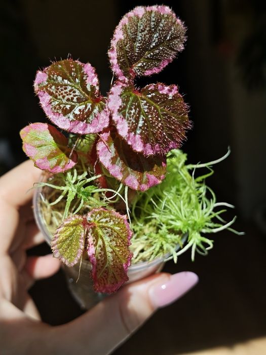 Begonia fulvovillosa, u012, бегонія