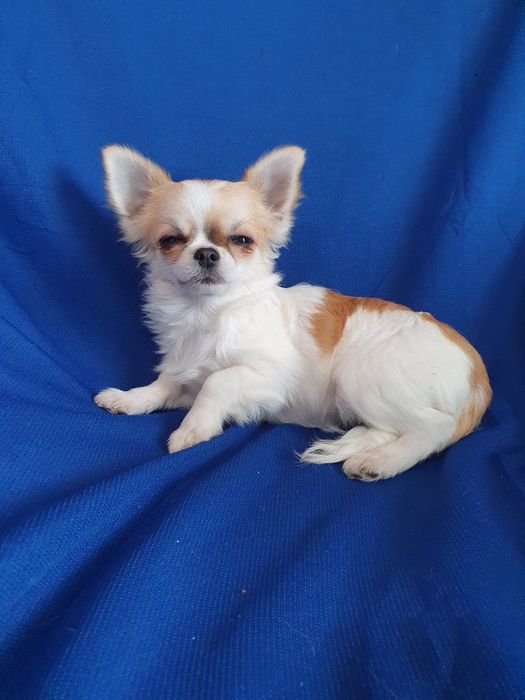 Чудесная длинношерстная девочка Чихуахуа