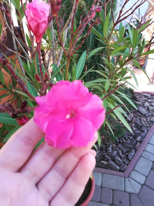 Олеандр               .