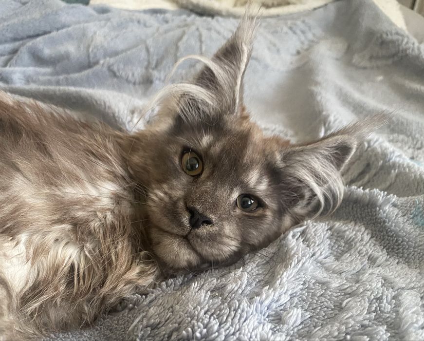 Dymny maine coon kocurek GAPCIO Enklawa