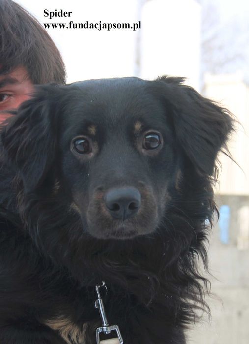 Spider, super piesio szuka domku
