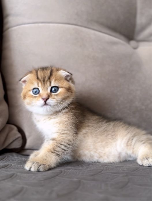 Шотландський котик золота шиншила