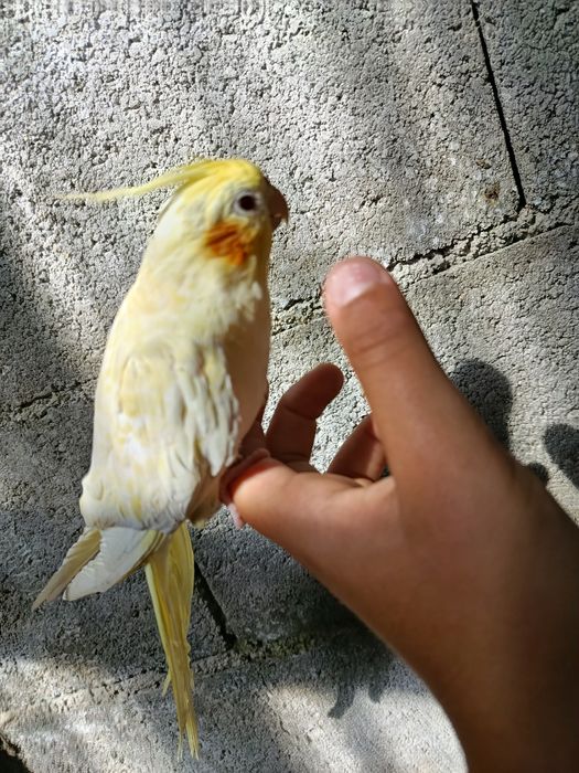 Caturra domesticada