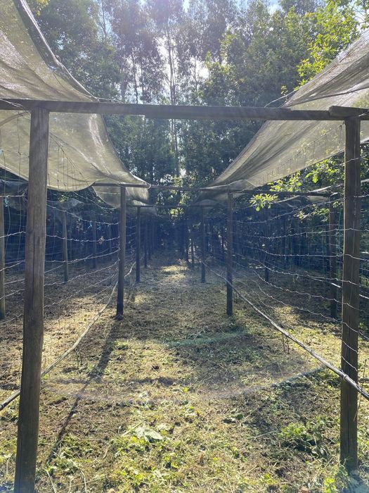 Vendo Monte, Armazem e Terras