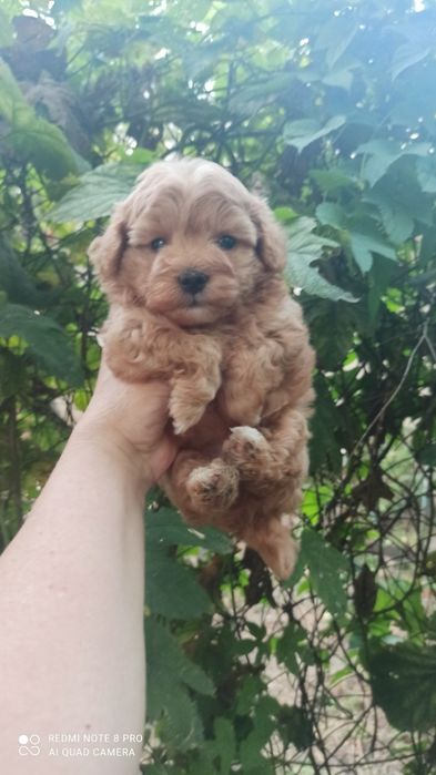 Щенки мини мальтипу