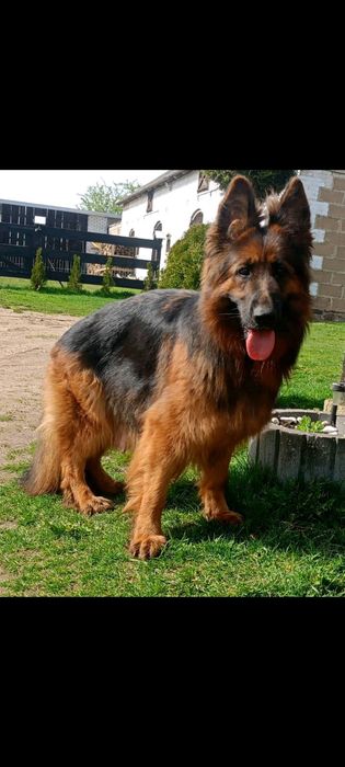 Szczeniak owczarka niemieckiego długowłosego