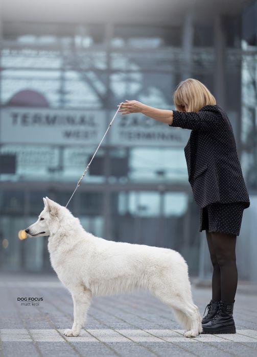 Biały Owczarek Szwajcarski długowłosy miot wiosna, lato