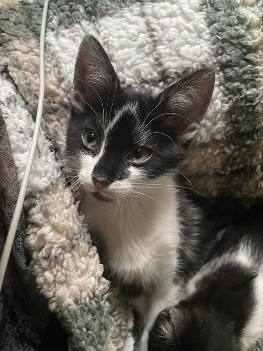 Oddam 2 koty za darmo