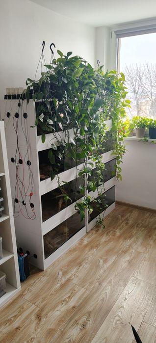 Epipremnum Gliwice