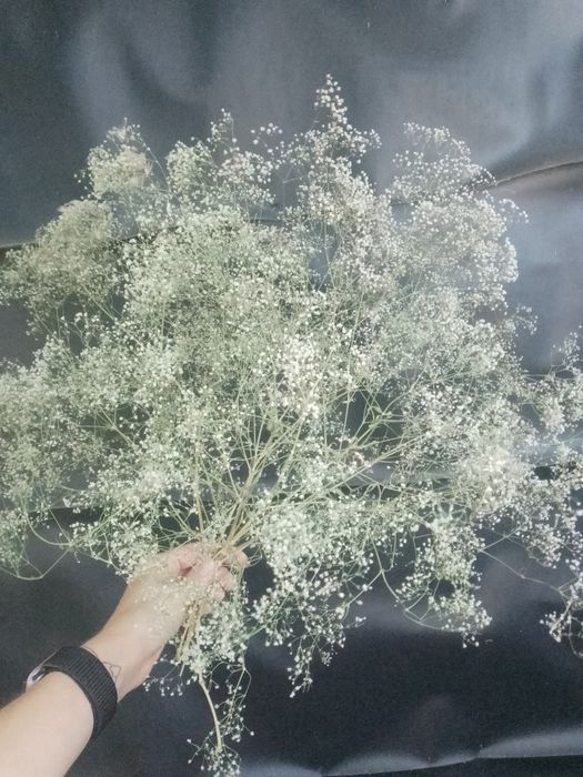 Сухоцвет .Гіпсофіла натуральна