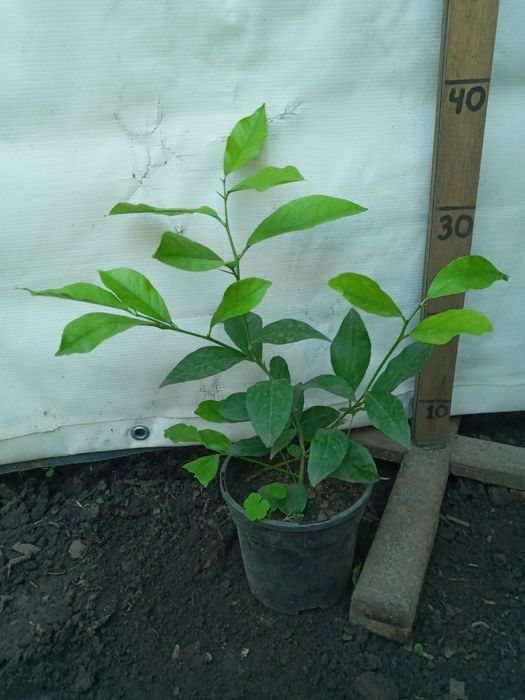 Лимони домашні рослини