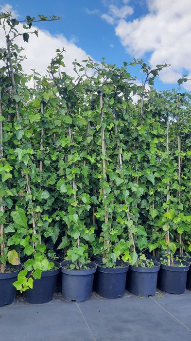 Bluszcz Hedera Helix zimozielony
