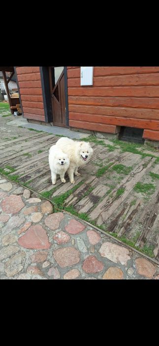 Samoyed samojed suczka