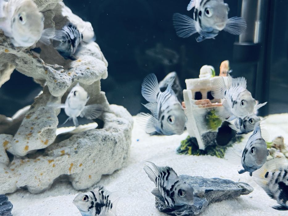 Акваріум 54 л