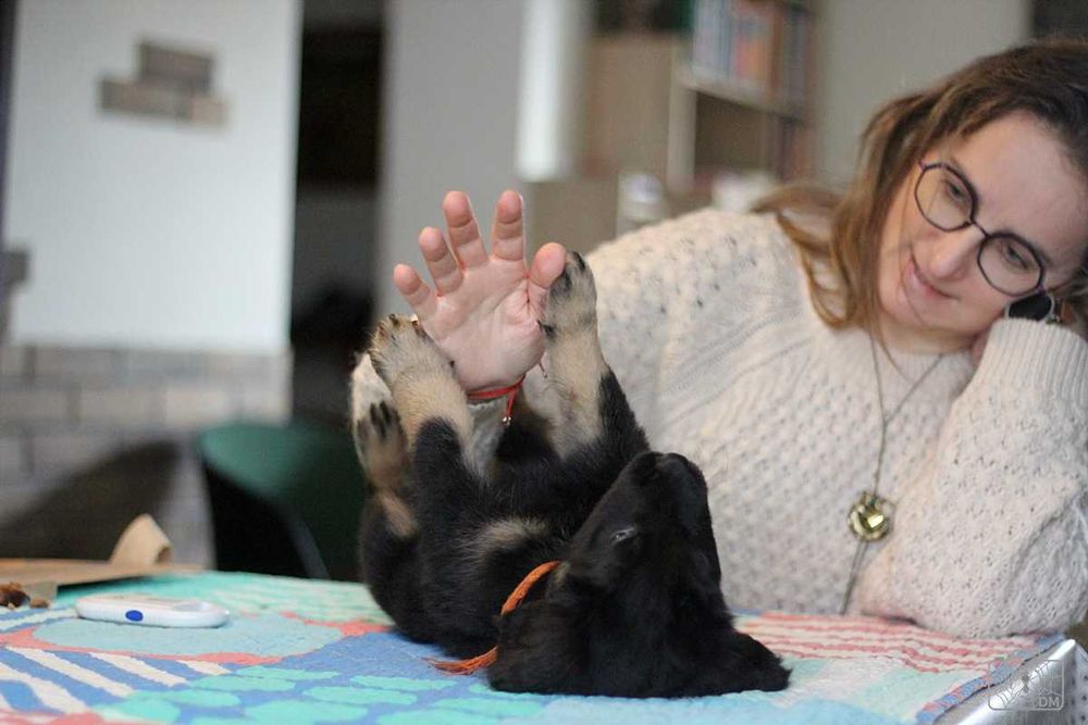 szczenię rasy Hovawart