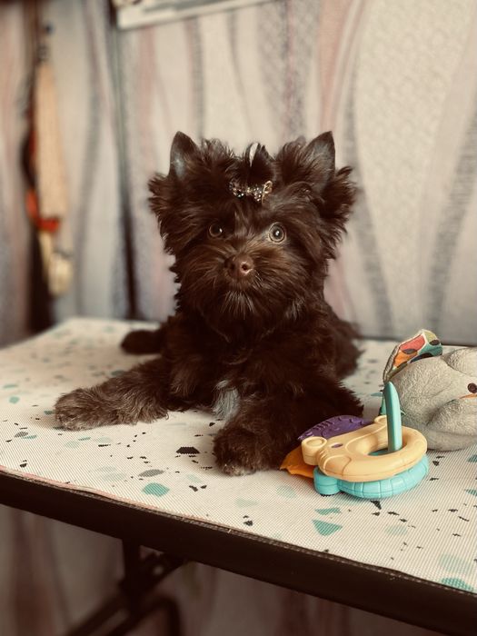 Йорк шоколадний хлопчик