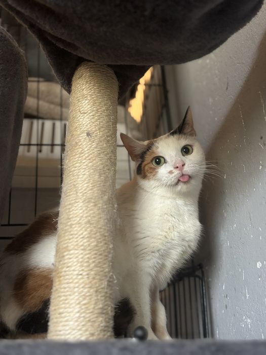 Koteczka szuka odpowiedzialnego domku