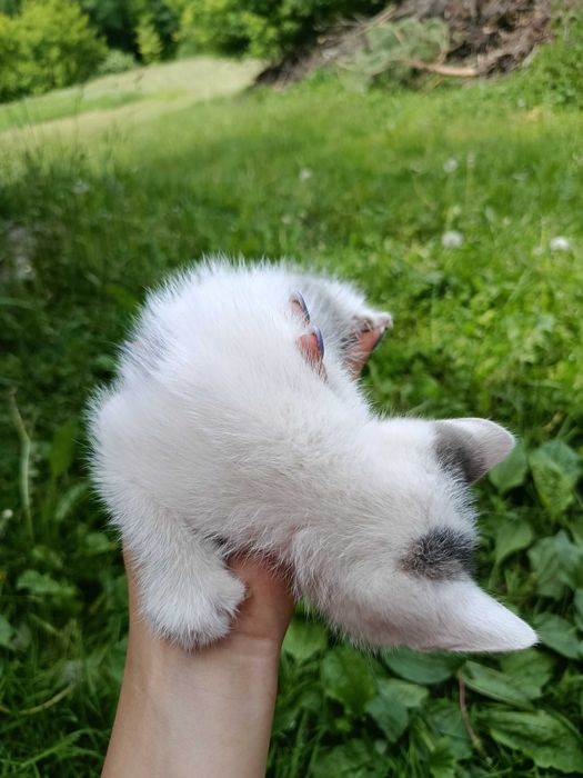 Котики шукають своїх господарів, віддам в добрі руки