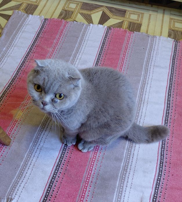 Отдам кошка цвет серый