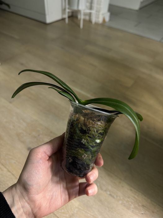 Орхідея краплини сонця, дітка ароматна, квітла