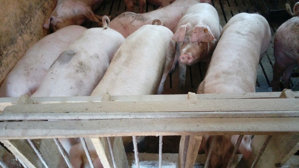 Tucznik świnia warchlak prosięta