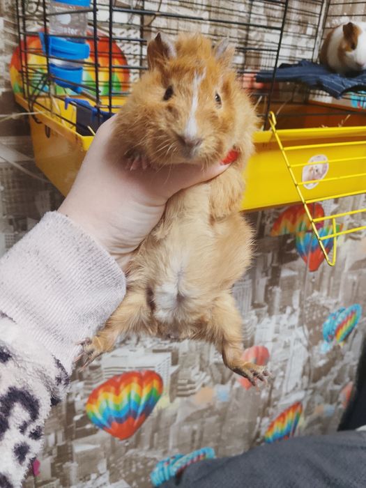 Продам морських свинок