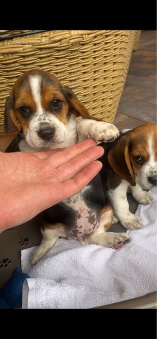 Beagle tricolir z rofowodem-wybitne!