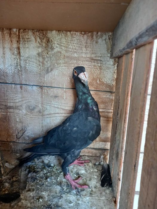 Srzedam gołębie rzeszowskie