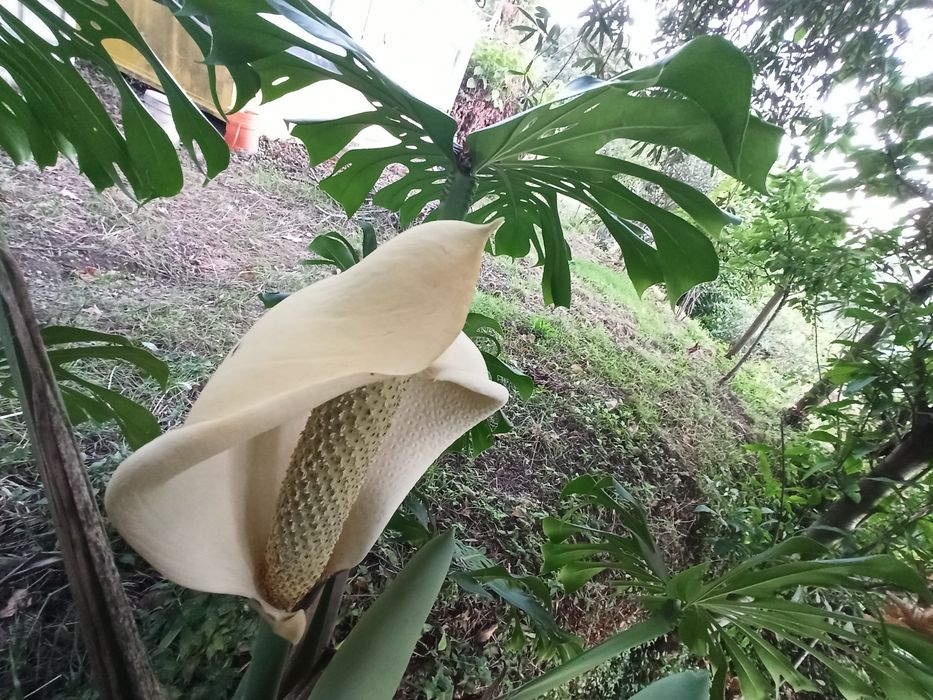 Monstera deliciosa - costela de Adão