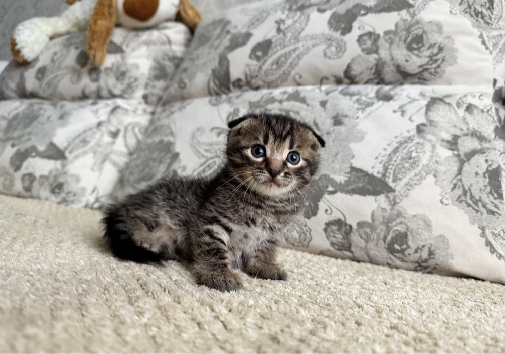 Вислоухий бурундучёк