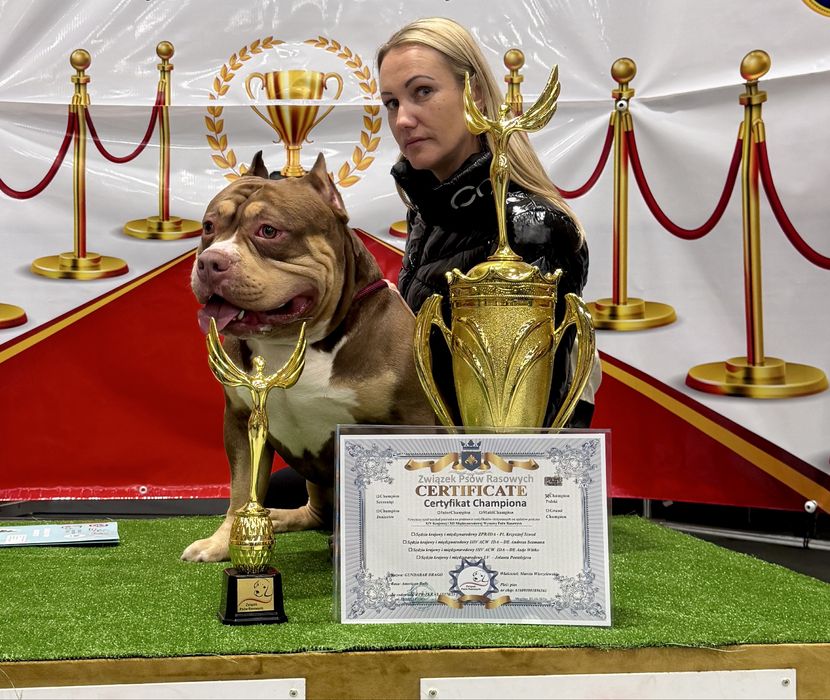 American bully pocket/standard ABKC Mocny rodowód